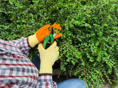 Bahçıvanın budama makası ile çalıları budadığı, eldivenli ellere ve alete odaklanan yakın plan görüntüsü
