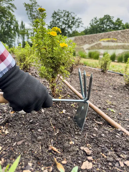 stock image female gardener in gloves with rakes loosening the soil on a flower bed, take care of plants