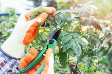 Bahçede budanmış budanmış budanmış güllerle çiçek çalılarından kuruyan bahçıvan