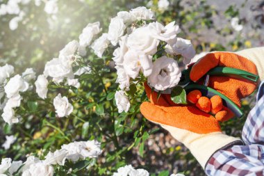 Kadın eli eldivenli, budanmış beyaz gül çiçekli Garner, hobi