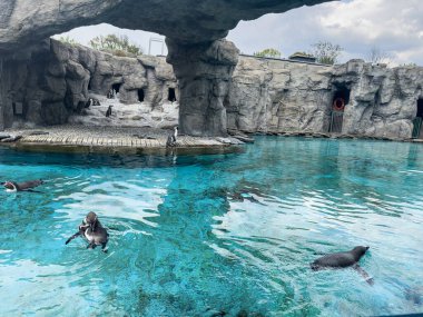  Siyah ve beyaz penguenler kayalık kayaların üzerinde dururlar ya da hayvanat bahçesinde bir havuzda yüzerler. Vahşi hayvanlar.