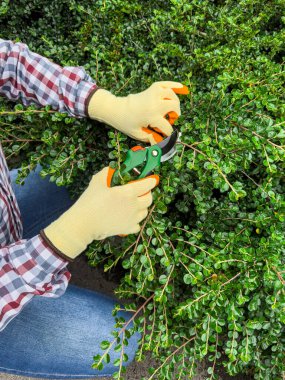 Bahçıvanın budama makası ile çalıları budadığı, eldivenli ellere ve alete odaklanan yakın plan görüntüsü