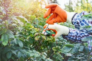 Sonbahar bahçesinde solmuş çiçekleri kesen eller.