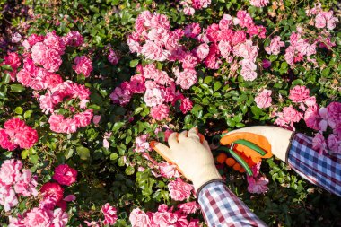 Yaz bahçesinde kırmızı gülü kesen kadın. Kesilen çiçekler toplanıyor