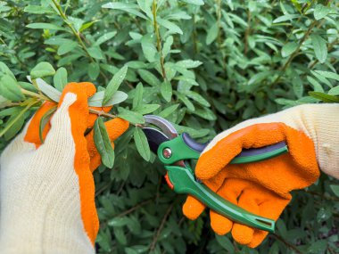 Bir bahçıvan, asfalt yolda koruyucu eldiven giyerken çalıları budamak için yeşil budama makası kullanıyor.