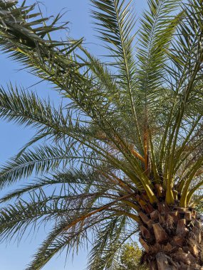 Yukarıdaki yüksek bir palmiye ağacına baktığımda canlı mavi bir gökyüzüne karşı güzelce siluetlenmiş bu görkemli odunsu bitkilerin cazibesini hatırlıyorum.