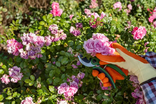 Bahçıvanlık yapan dişi bahçıvan bitkileri buduyor bahçıvandaki kırmızı gül çiçeği. Ev bahçesinde büyüyen çiçekler..