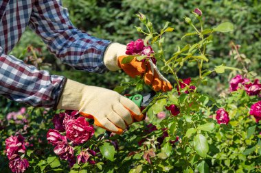 Ev bahçesinde kırmızı gülleri keserken lastik eldivenler ve makas.