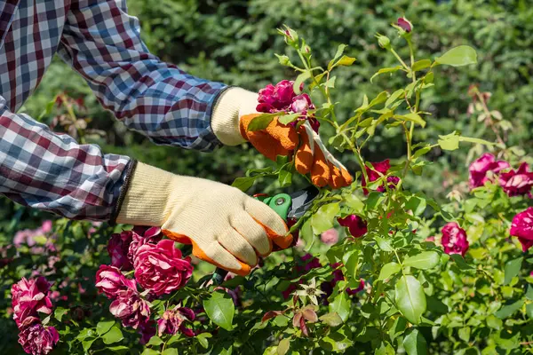 Ev bahçesinde kırmızı gülleri keserken lastik eldivenler ve makas.