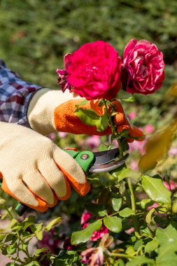 Ev bahçesinde kırmızı gülleri keserken lastik eldivenler ve makas.