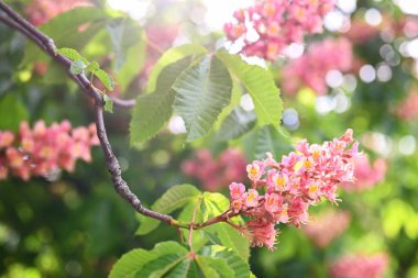 Doğal bahar geçmişi. Çiçekli pembe kestane rengi yakın plan bulanık arkaplan ve bokeh. 