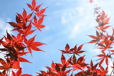 Yaz ya da sonbahar doğal arka plan. Mavi gökyüzüne karşı Japon kırmızı akçaağaç dalları. Çerçeve, güneş ışınları ve bokeh örtüsü.