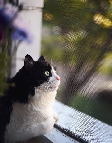 黒と白の猫が蚊の網を通して窓の外を見ている 前景の花 思慮深い表情 — ストック写真