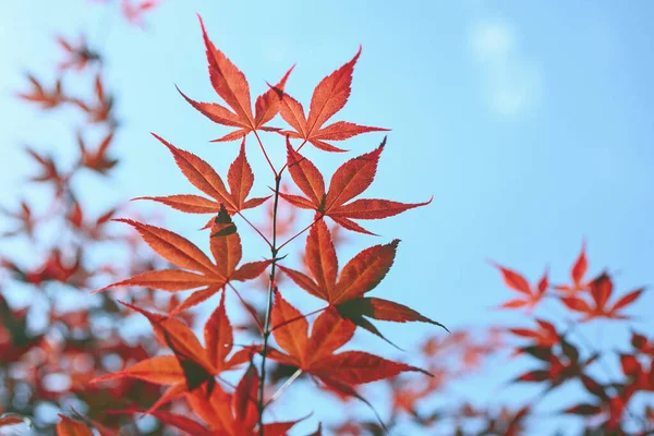 Fondo Natural Verano Otoño Ramas Arce Rojo Japonés Contra Cielo — Foto de Stock