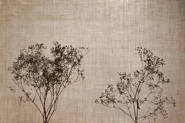 Soyut arkaplan. Gölge, bir kedinin silueti. Pamuk kumaşın arkasında oturan bir kedinin profili.