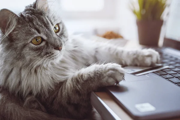 Szary Kot Pracuje Laptopie Wygląda Troskliwie Pobli Karta Kredytowa Suche Zdjęcie Stockowe