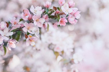 Bahar çiçeği arkaplanı. Çiçekli pembe ve beyaz kestane rengi. Bulanık arkaplan, metin için yer.