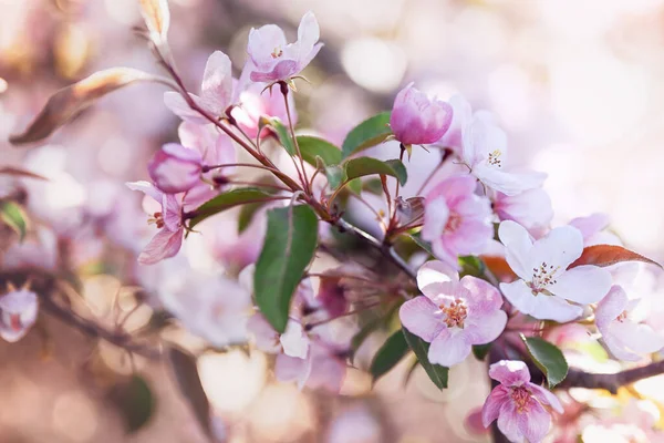Весняний Квітковий Фон Цвіте Рожево Білий Каштан Розмитий Фон Місце — стокове фото