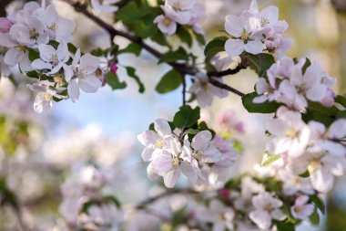 Bahar çiçeği arkaplanı. Pembe elma ağacı çiçekleri yakın plan. Baharda çiçek açan elma ağacı. Sığ alan derinliği, yumuşak odak, kopyalama alanı.