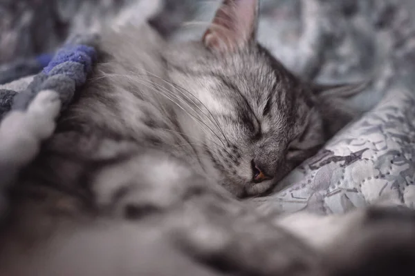 The gray cat sleeps covered with a soft blanket. Eyes closed, deep sleep. Shallow depth of field, soft focus.