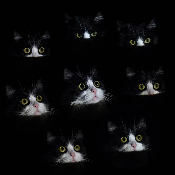 Collage. Different emotions of a black and white cat. Eight close-ups of the cat\'s face. Light falls on a cat in complete darkness. Black background. The cat looks into the camera.