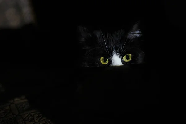Portrait of a black and white cat, only the eyes are visible. A beam of light illuminates the cat's head in complete darkness. Serious cat looks into the camera. Big yellow eyes, black background.
