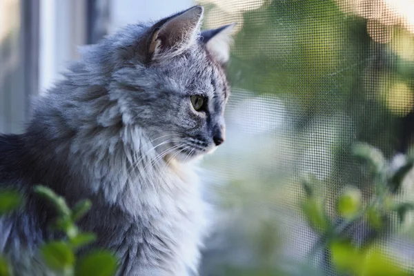 Profilde bir kedinin portresi. Gri bir kedi bir sivrisinek ağından dışarı bakar. Ön planda çiçekler, düşünceli bir bakış. Sığ alan derinliği, yumuşak odak.