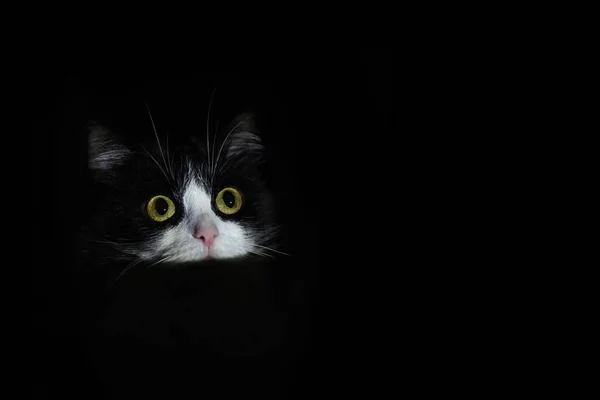 Portrait Black White Cat Only Head Visible Beam Light Illuminates Imagen De Stock