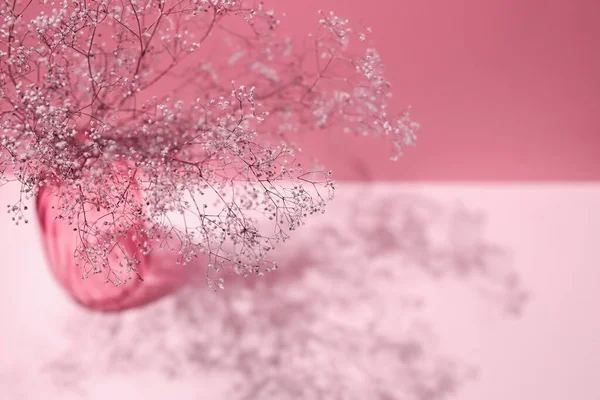 Branches of a dry fragile plant in a glass vase. Magenta background with copy space, light and shadow. Image toned in color of the year 2023 Viva magenta. Shallow depth of field, top view.