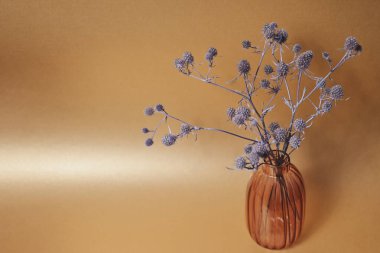 Cam bir vazoda dikenli bir bitkinin (Eryngium Planum) dalları. Kopyalama alanı olan altın arkaplan, alanın sığ derinliği.