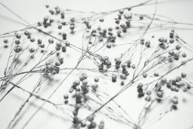 Natural abstract background. Sprigs of dry flax on a shiny surface. Shallow depth of field