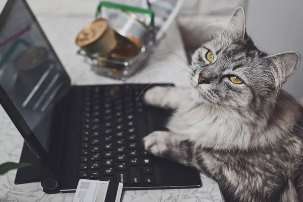 A gray cat works on a laptop, looks at the monitor. Paws on the keyboard, next to a credit card and a grocery basket with cat food. The cat orders food online. Online shopping, work from home concept.