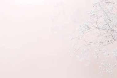 Soft natural plant background. Dreamy background with meadow flowers. Twigs of gypsophila on a pink background. High key, copy space.