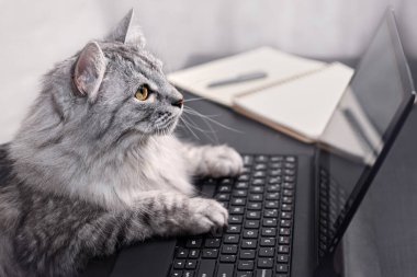 Cat evde dizüstü bilgisayar kullanıyor. Bir evcil hayvan uzaktan çalışır, tıpkı bir insan gibi. Çevrimiçi alışveriş, evden çalışma, çevrimiçi öğrenme kavramı.