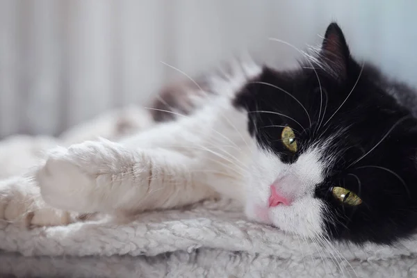 Yumuşak bir yatakta yatan siyah beyaz bir kedinin portresi.