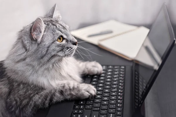 Cat using a laptop at home. A pet works remotely, just like a human. Online shopping, work from home, online learning concept.