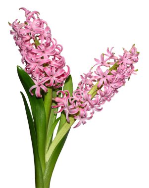 fiori di Giacinto rosa isolati su sfondo bianco.