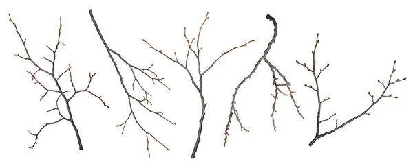 Zestaw Gałęzi Drzew Odizolowanych Białym Tle Gałęzie Bez Liści Pączkami — Zdjęcie stockowe