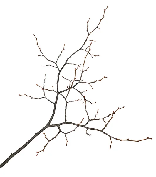 Branche Árvore Isolado Fundo Branco Ramo Sem Folhas Com Botões — Fotografia de Stock