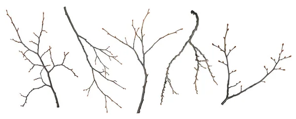 Zestaw Gałęzi Drzew Odizolowanych Białym Tle Gałęzie Bez Liści Pączkami Obrazek Stockowy