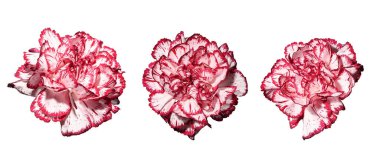 Beyaz arka planda izole edilmiş üç karanfil çiçeği. Sapı ve tasarım ögesi olmadan çiçekleri kapat.