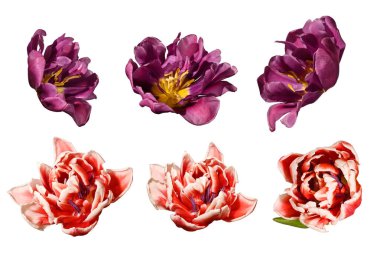 Beyaz arka planda, çiçek açan lale çiçekleri. Sapı olmayan bir çiçeğe yakın çekim.