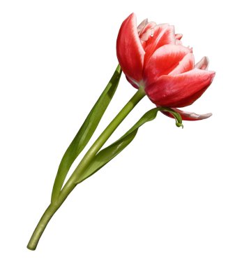 Yaprakları ve sapı beyaz arka planda izole edilmiş bir kırmızı lale..