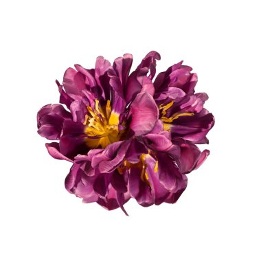 Soyut hacim kompozisyonu. Beyaz arka planda üç çiçek açan lale..