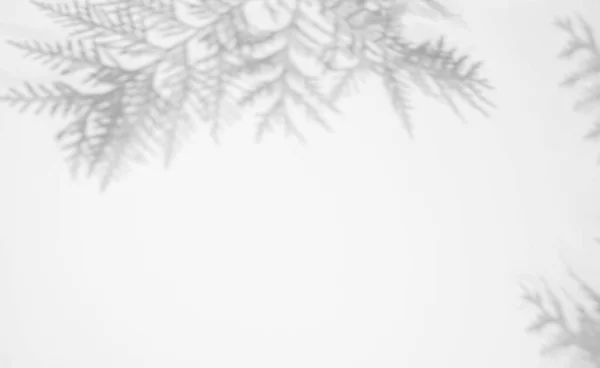Абстрактний Фон Простором Копіювання Тінь Туйського Листя Білій Поверхні — стокове фото