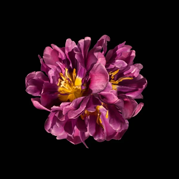 Abstrakcyjny Skład Objętościowy Trzy Kwitnące Tulipany Jednym Czarnym Tle Zdjęcie Stockowe