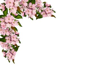 Bahar çiçeği köşesi düzenlemesi. Beyaz arka planda izole edilmiş pembe elma ağacı çiçekleri. Kolaj, tasarım, düğün kartları ve davetiye yaratmak için tasarım öğesi. Üst üste ekle.