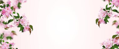 Akasya yapraklarının bileşimi. Genç yeşil akasya yaprakları çiçek dallı bir çelenk içinde. Kartpostallar, düğün kartları ve davetiyeler için tasarım ögesi.