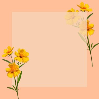 Akasya yapraklarının bileşimi. Genç yeşil akasya yaprakları çiçek dallı bir çelenk içinde. Kartpostallar, düğün kartları ve davetiyeler için tasarım ögesi.