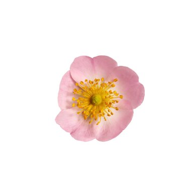 Beyaz arka planda izole edilmiş pembe bir gül çiçeği. Tasarımlar, kartlar, desenler, çiçek aranjmanları, çerçeveler, düğün kartları ve davetiyeler oluşturma unsuru.